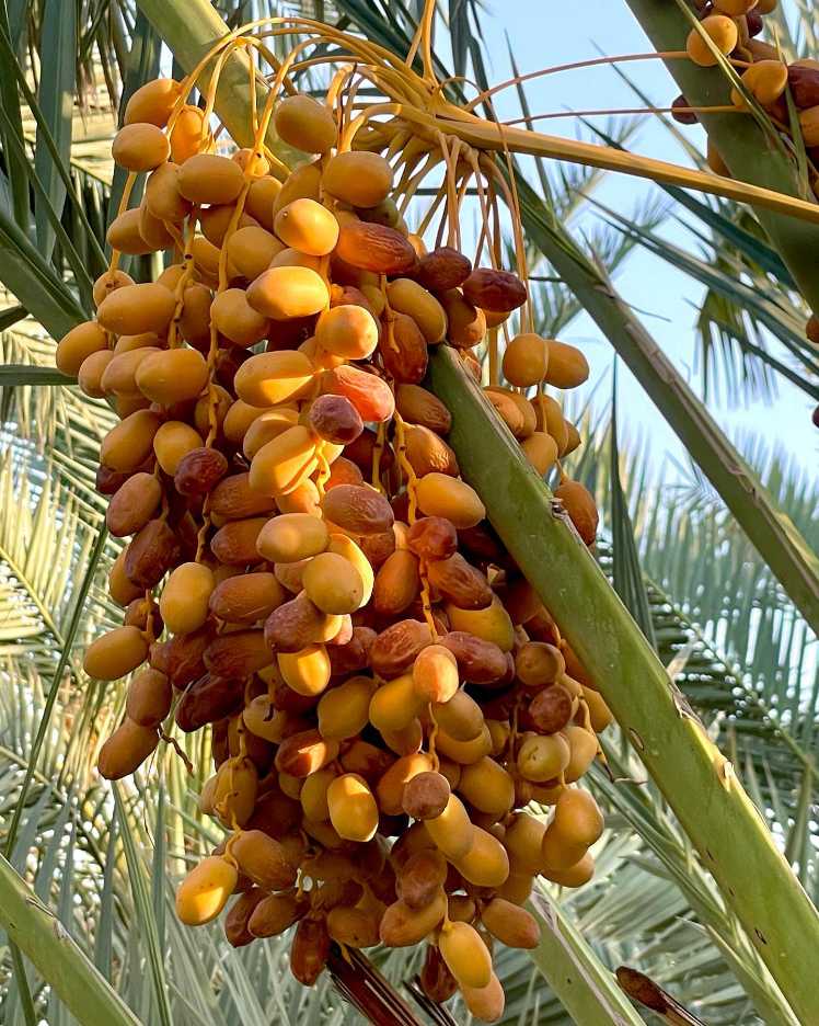 تصویر 2 از خرما زاهدی؛ محصولی مناسب صادرات