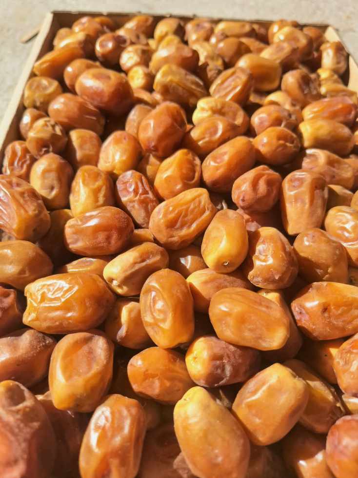 خرید مطمئن خرما زاهدی بوشهر + قیمت عمده