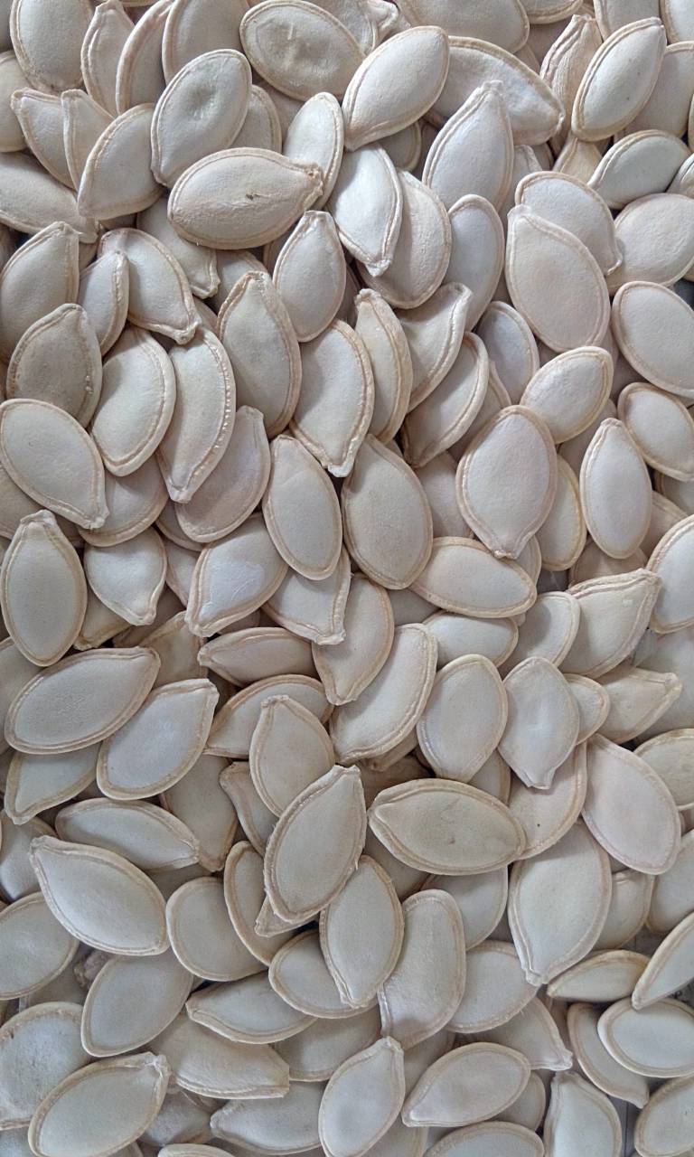 مغز تخمه