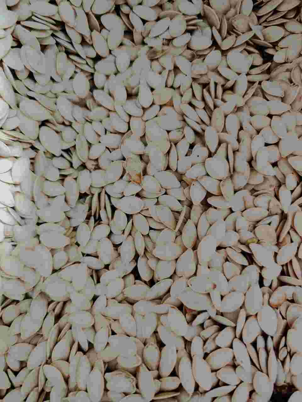 فروش مغز تخمه