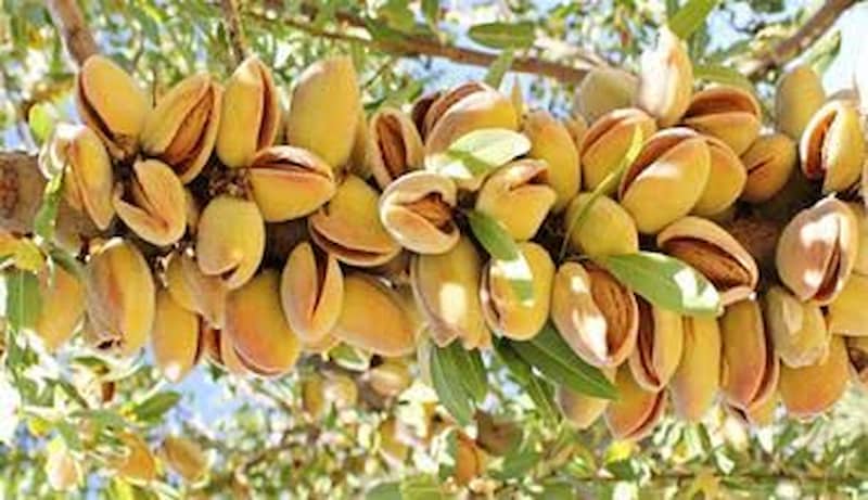 تصویر 4 از بادام مامایی خوشه ای با مغز خوش طعم و تازه