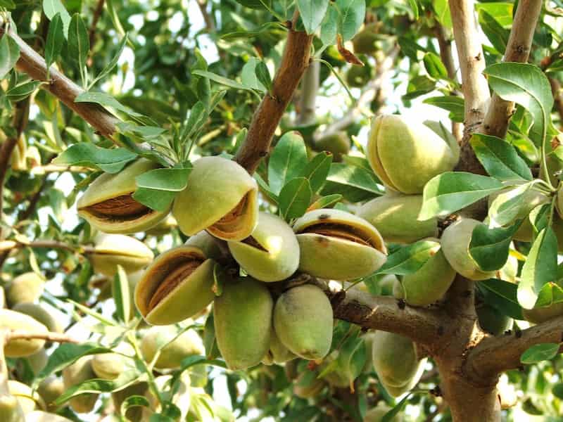 تصویر 1 از بادام مامایی خوشه ای با مغز خوش طعم و تازه