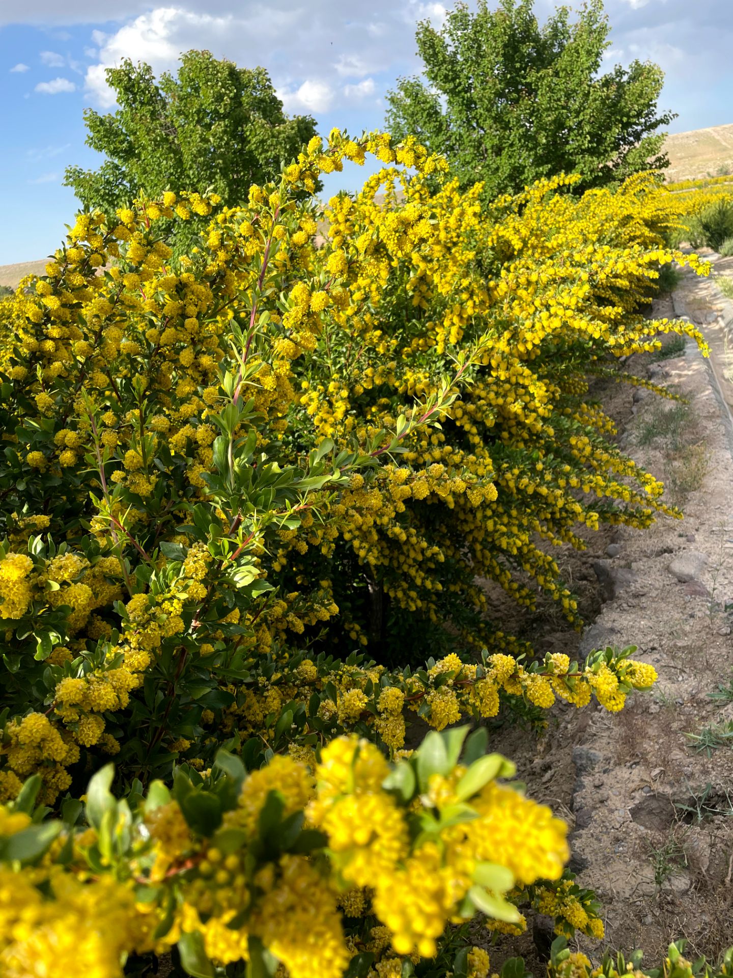 زرشک پفکی، یاقوت سرخ خراسان