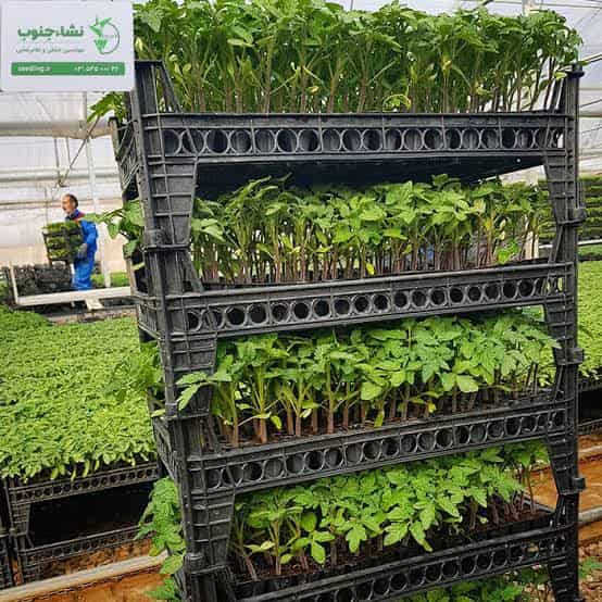 تصویر 4 از نشا گوجه فرنگی باسیمو تولید شده از بذرهای هیبرید با کیفیت