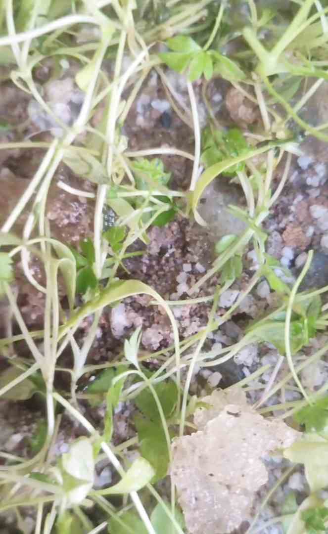 تصویر 1 از فروش مستقیم سوپر جاذب آب کشاورزی ویژه باغ و گلخانه