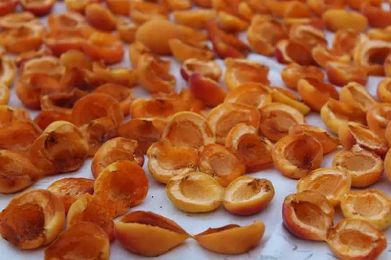 تصویر 4 از قیسی زردآلو آفتابی مرغوب و دستچین شده ایرانی