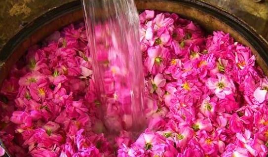 تصویر 3 از گلاب جنتی شیراز تهیه شده از گل محمدی مرغوب