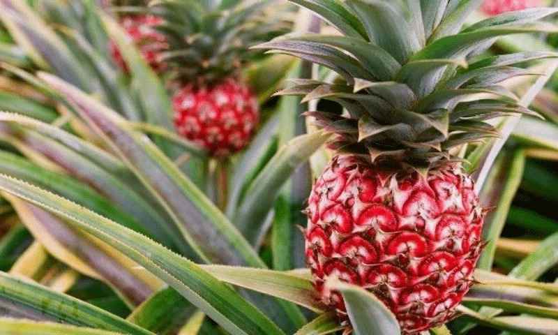 تصویر 3 از آناناس خشک استوایی با طعم گرمسیری و عطر دلپذیر