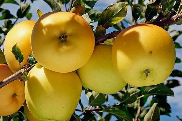 فروش سیب زرد