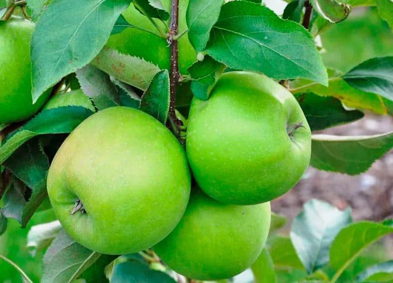 تصویر 3 از سیب سبز ترش مناسب سالاد و مصرف روزانه