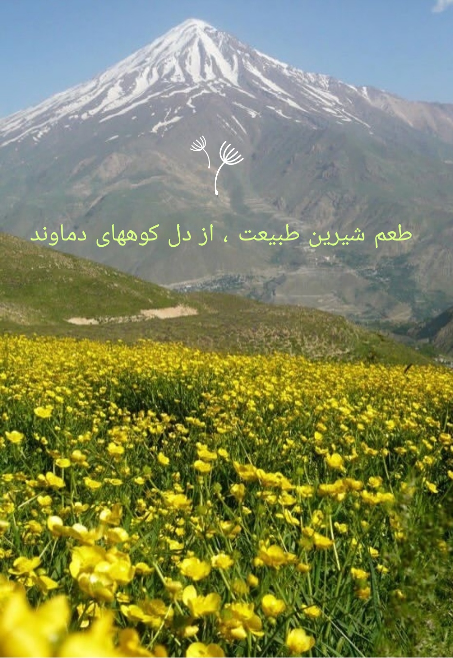 تصویر 4 از عسل آویشن طبیعی درجه یک ، کیفیت ممتاز ، قیمت مناسب