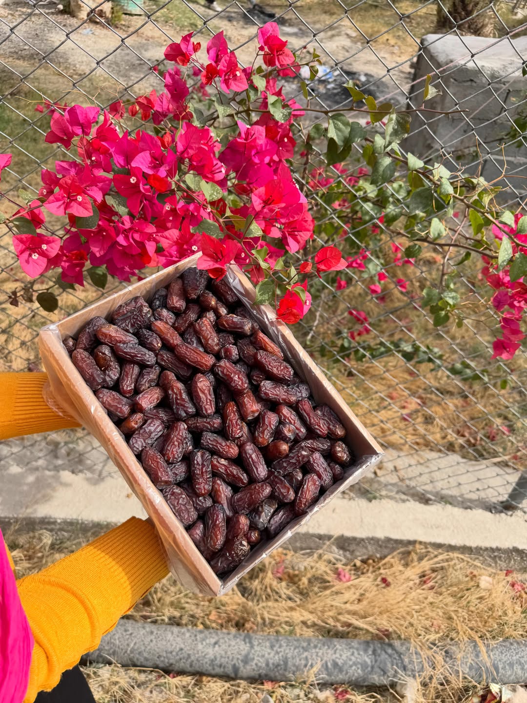 تصویر 1 از مرکز فروش خرما پیارم ایران + قیمت عمده