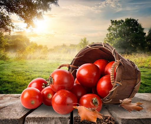 تصویر 1 از فروش عمده رب گوجه فرنگی مشعوف ارگانیک ایرانی