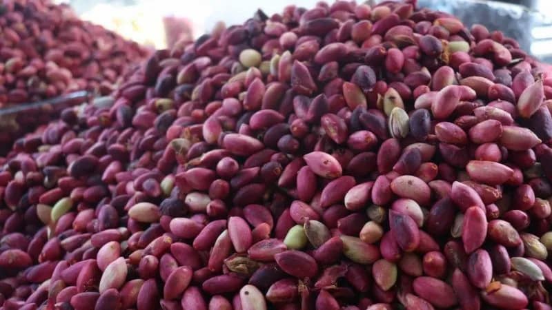 تصویر 3 از پسته احمد آقایی با پوست با کیفیت درجه یک مناسب صادرات و عمده فروشی
