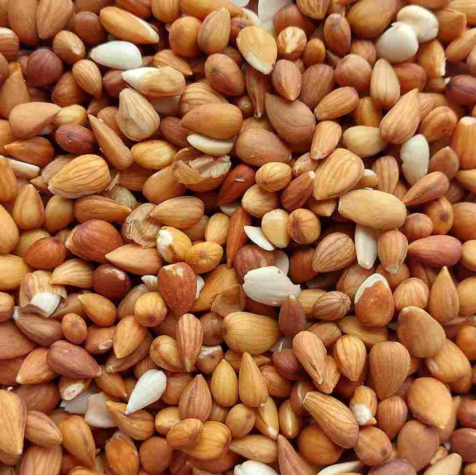 مغز بادام کوهی شور  با طعم خاص و اصیل