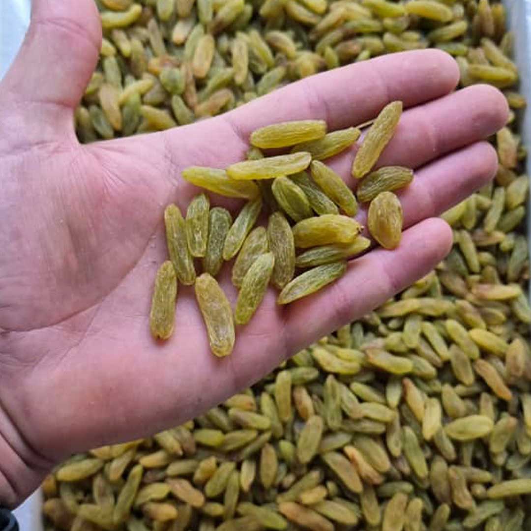 تصویر 4 از کشمش سبز عمده تهیه شده از انگور تازه و سالم