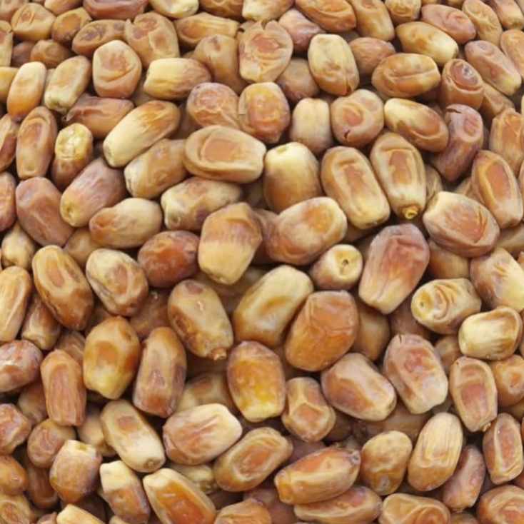 فروش ویژه خرما زاهدی کارتنی + قیمت عمده