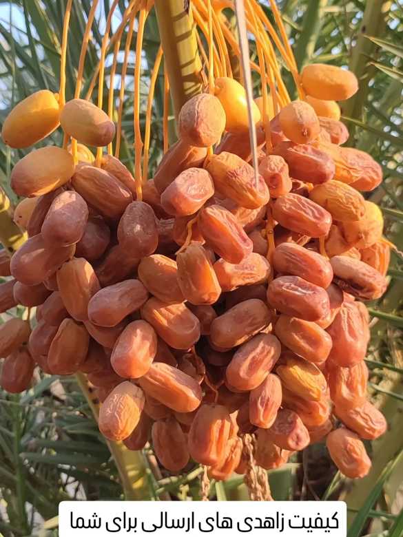 تصویر 3 از خرما زاهدی اعلام همکاری با خریداران عمده