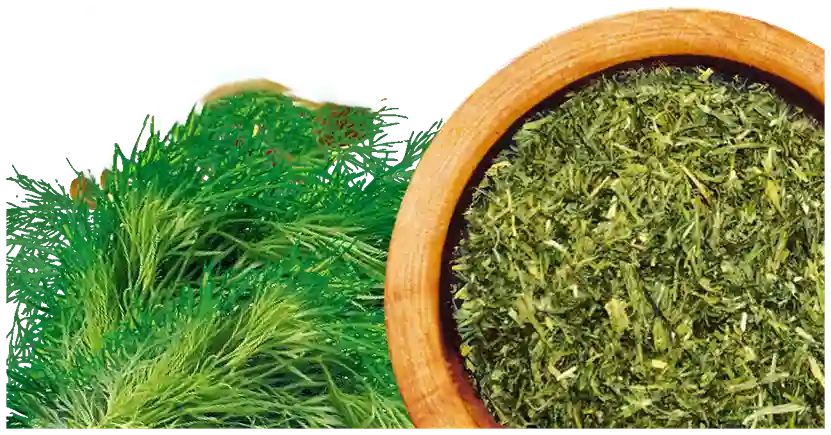تصویر 4 از شوید خشک معطر مناسب انواع غذاهای ایرانی