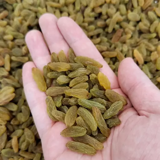 کشمش سبز درشت با کیفیت ممتاز و رنگ طبیعی