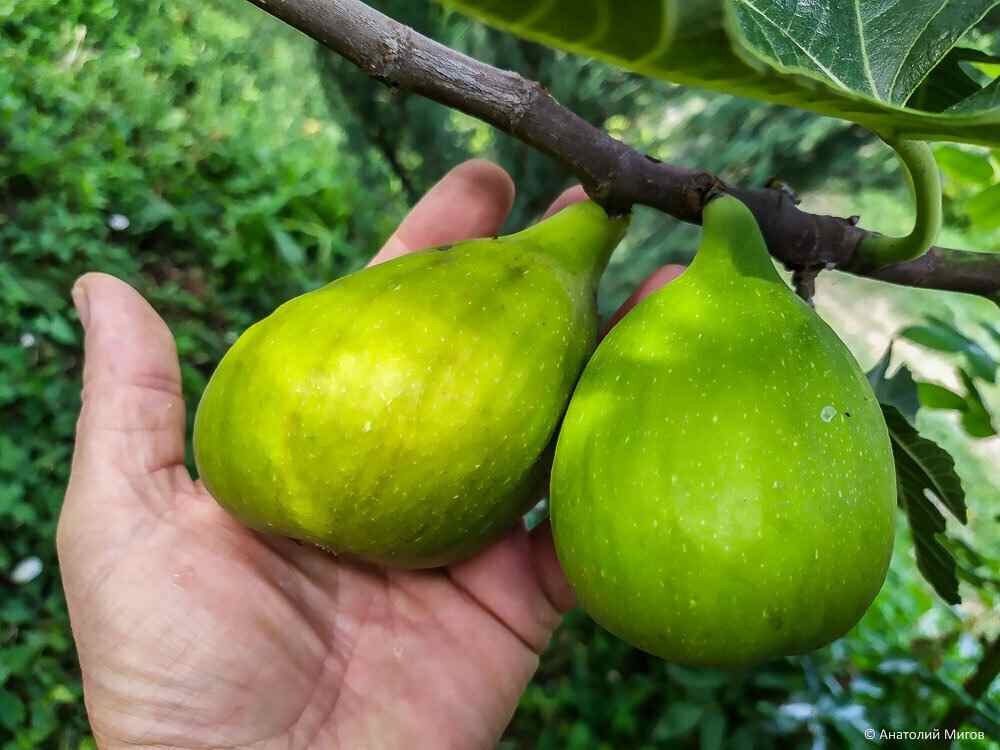 انجیر کا درخت با طعم شیرین و طبیعی