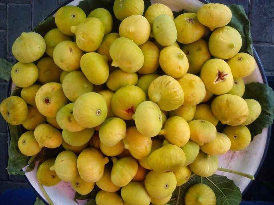 انجیر گلابی زرد با طعم شیرین و رنگ طبیعی