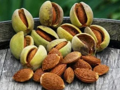 بادام سنگی خوشه‌ای با طعم اصیل و تازگی ماندگار