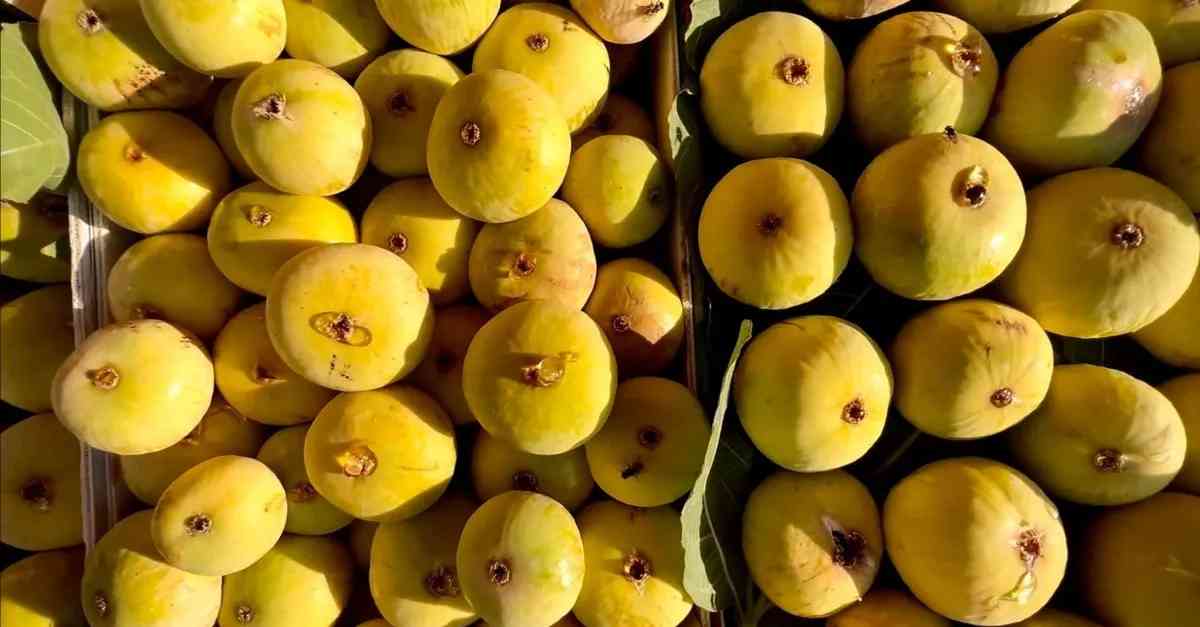 تصویر 2 از انجیر گلابی سه فصل با باردهی مطلوب و مرغوب