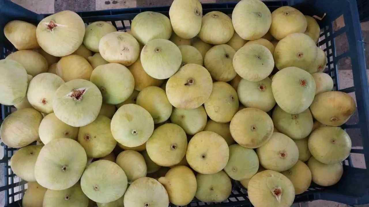 تصویر 4 از انجیر گلابی سه فصل با باردهی مطلوب و مرغوب