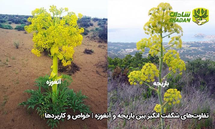 تفاوت گیاه باریجه و آنغوره
