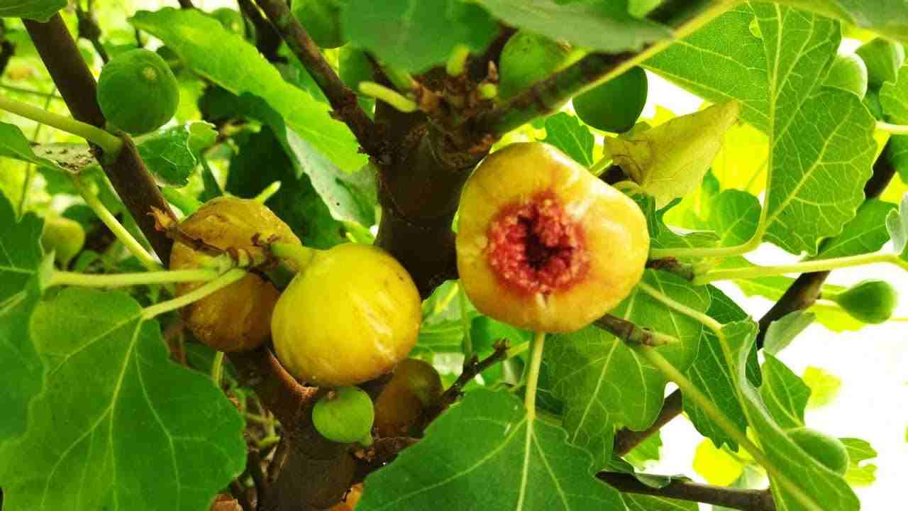 تصویر 3 از انجیر استهبان فارس با کیفیت ممتاز از باغ های برتر
