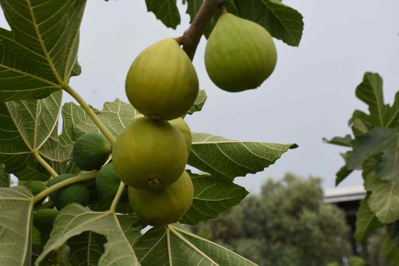 تصویر 3 از انجیر زرد ترکیه با ماندگاری مناسب و عطر طبیعی