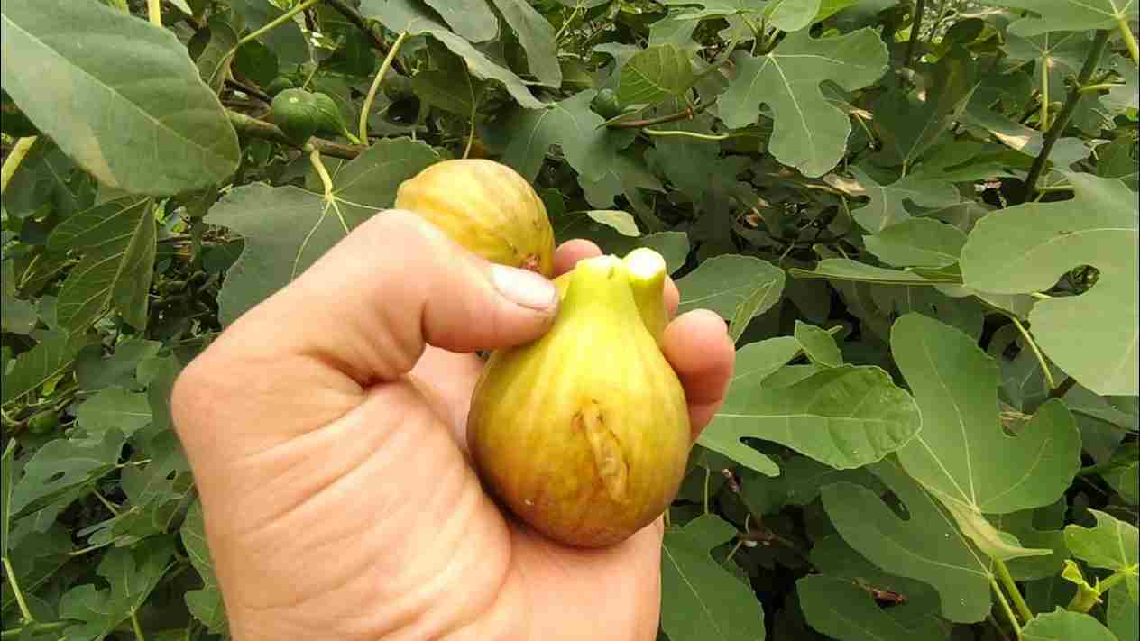تصویر 1 از انجیر زرد ترکیه با ماندگاری مناسب و عطر طبیعی