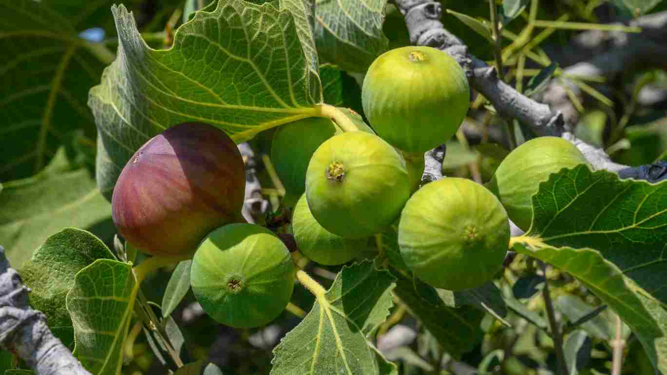 انجیر گلوگاه ایران نژاد با عطر طبیعی و بافت لطیف