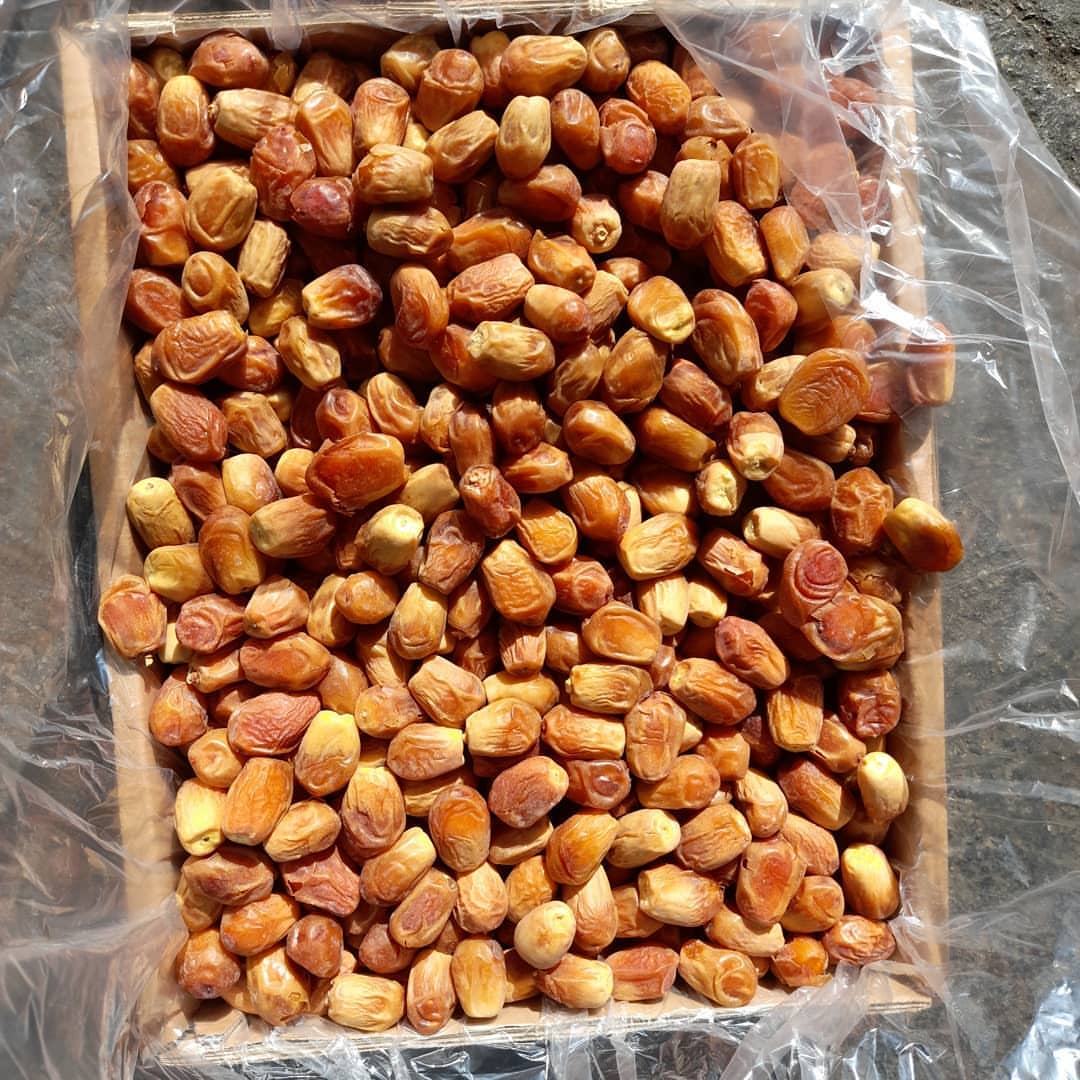 تصویر 2 از خرما زاهدی ایرانی ممتاز + قیمت عمده