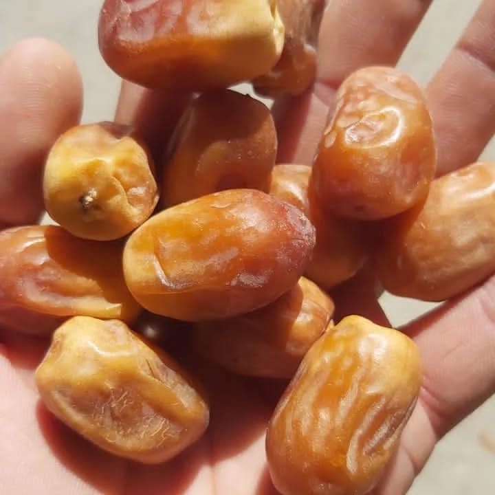 خرید خرما زاهدی در حجم بالا + قیمت عمده