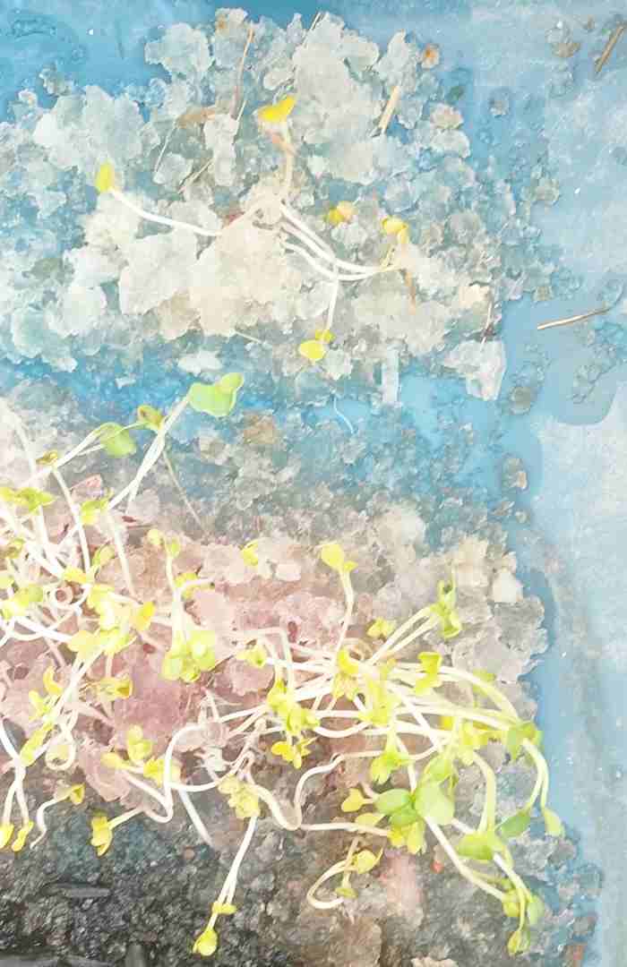تصویر 1 از فروش مستقیم سوپر جاذب آب کشاورزی با قیمت کارخانه بسته بندی ۵ کیلو