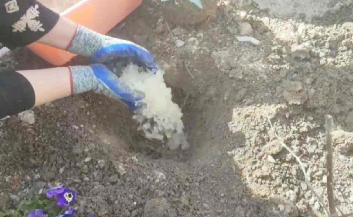 تصویر 1 از فروش سوپر جاذب کشاورزی برای کاهش مصرف آب و افزایش عملکرد محصول