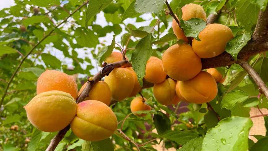 قیسی هسته دار تهیه شده به روش سنتی و سالم