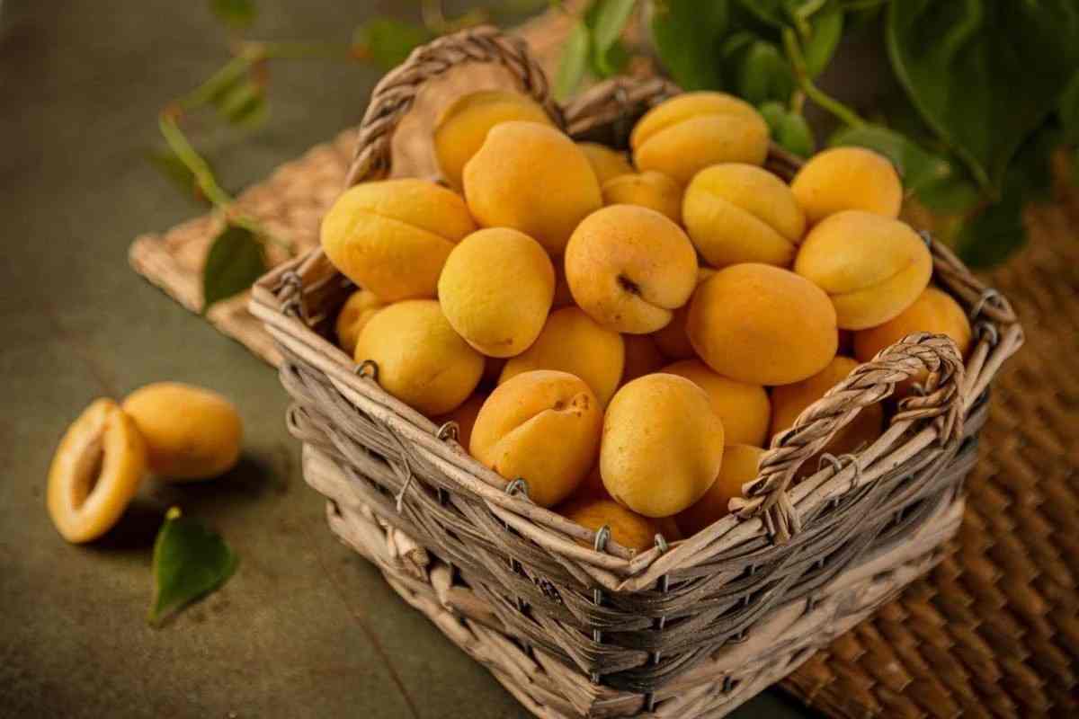 تصویر 3 از قیسی زردآلو درجه یک از بهترین زردآلو های باغی
