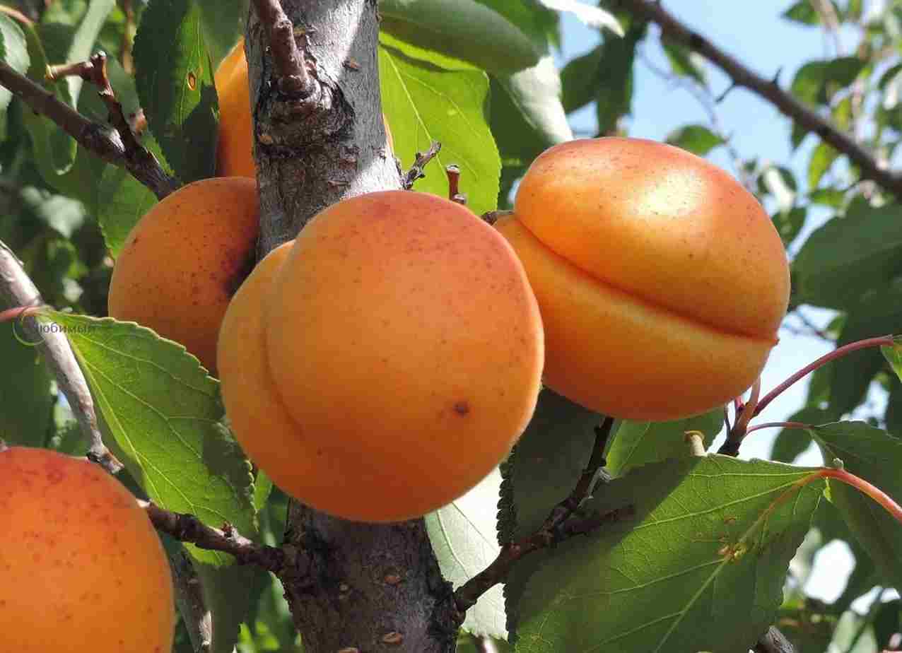 قیسی زردآلو تازه با رنگ طلایی و کیفیت ممتاز