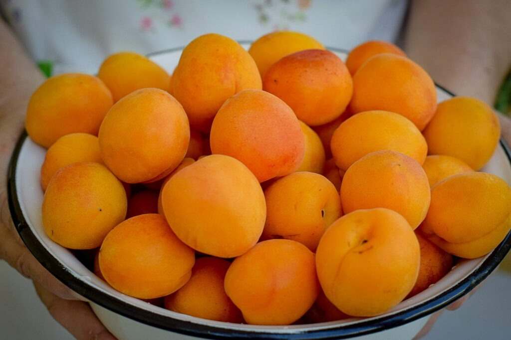 تصویر 1 از قیسی زردآلو تازه با رنگ طلایی و کیفیت ممتاز