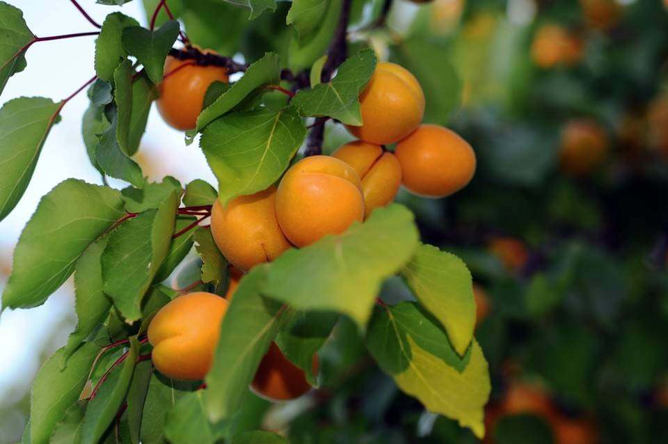 تصویر 1 از قیسی زردآلو خانگی با شیرینی طبیعی و عطر دلپذیر