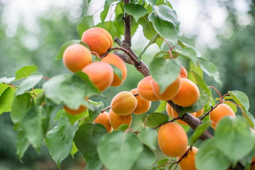 تصویر 3 از قیسی زردآلو خانگی با شیرینی طبیعی و عطر دلپذیر
