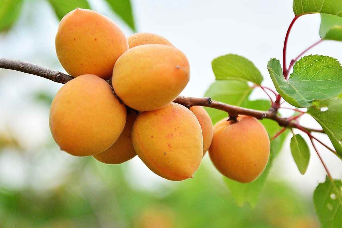 تصویر 3 از قیسی آلو سیاه با طعم ملس و بافت گوشتی