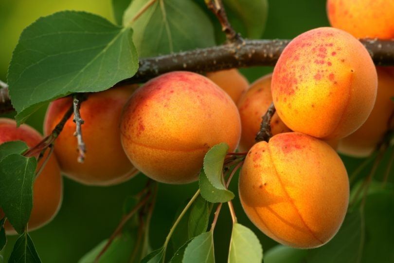 قیسی مجلسی با ظاهر لوکس و سورت یکدست