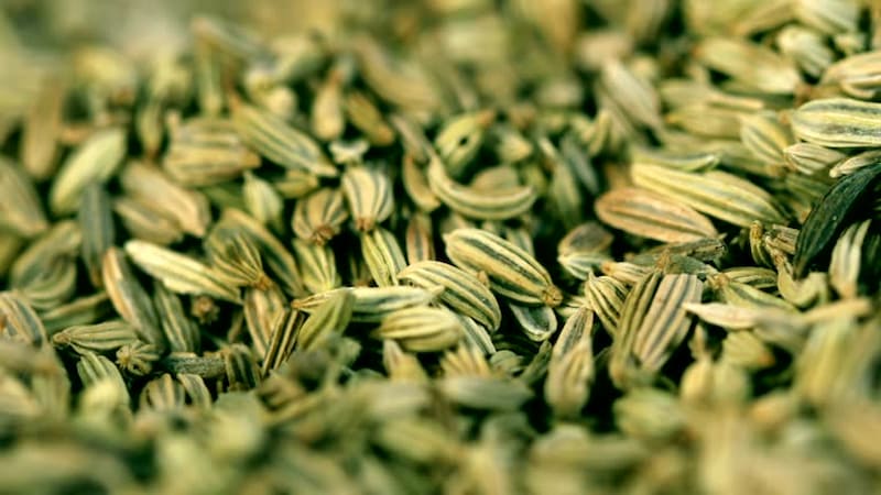 تصویر 2 از زیره سبز شریفیان با عطر خوش و کیفیت تضمین شده