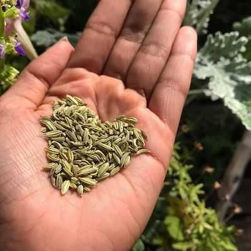 تصویر 3 از زیره سبز عمده مستقیم از تولیدکننده برای پخش سراسری