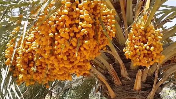 خرما زاهدی عراق با کیفیت مطلوب مناسب نگهداری طولانی
