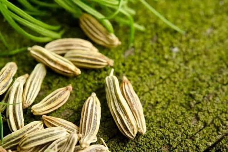 زیره سبز کرمان آماده فرآوری برای مصارف دارویی و غذایی